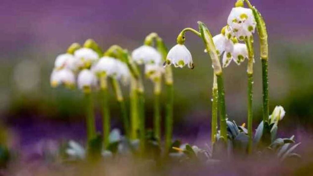 Коли Україну накриє потепління: якою буде погода ранньою весною? 5