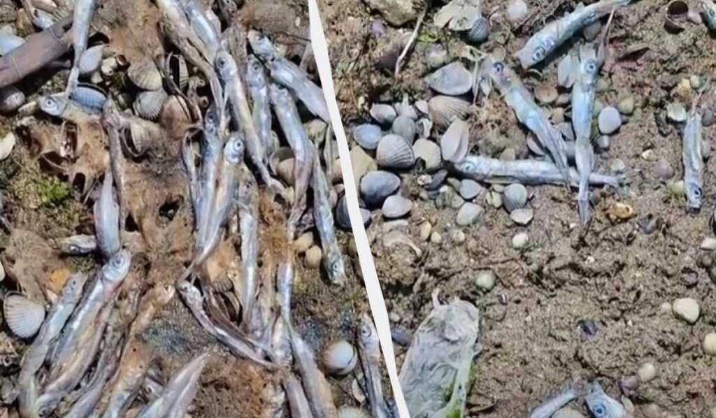 Аварія танкера в Чорному морі: велику кількість мертвої риби викинуло на берег в Одеській області 15