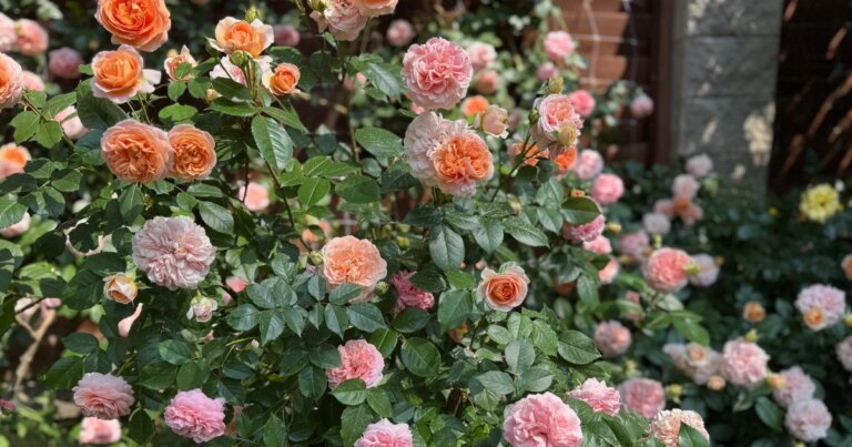 Коли та як підстригати троянди навесні для пишного цвітіння: рекомендації 15