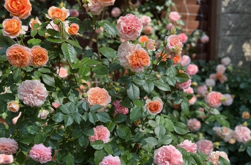 Коли та як підстригати троянди навесні для пишного цвітіння: рекомендації