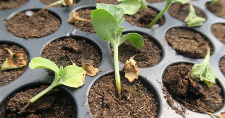 Як убезпечити молоді рослини від "чорної ніжки": як запобігти захворюванню рослин 14