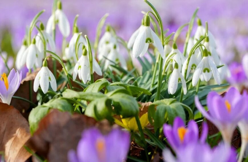 Головна 40 Скандинавський циклон насувається на Україну: де прогнозують снігопади