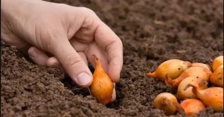 Добрива для цибулі при посадці: що внести в лунку 11