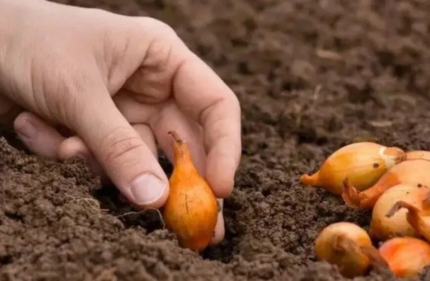 Головна 50 Добрива для цибулі при посадці: що внести в лунку