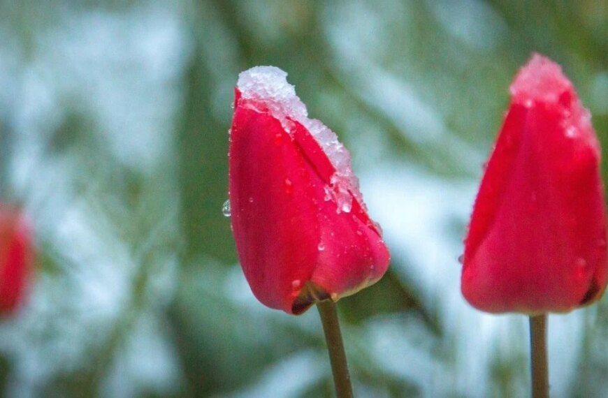 Сніговий удар у квітні: Україну очікує небезпечна ніч