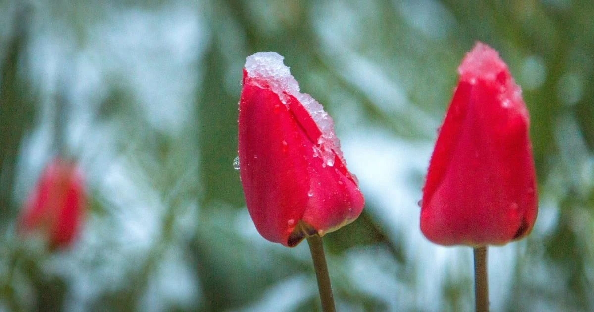 Весняні заморозки в Україні