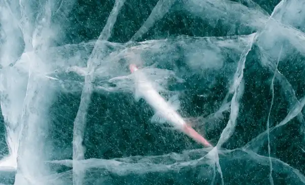 Вчені реанімували 24-тисячолітній організм, виявлений на Сибіру