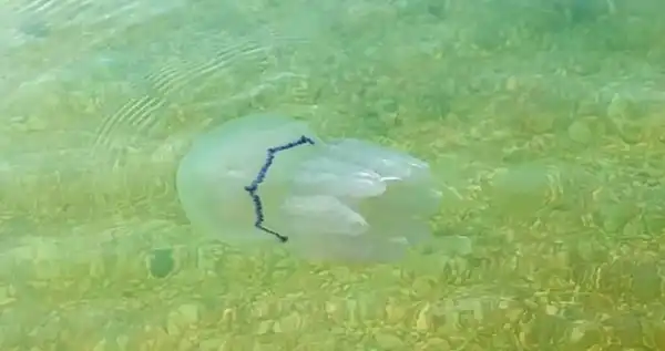 Загарбники проти природи: в Азовському морі планують масштабне&hellip;