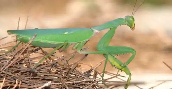 Незвичайні богомоли поширюються Європою: науковці вказують на причини&hellip;