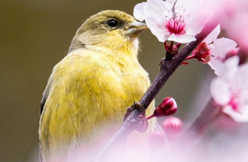 23 квітня — День ангела: кого й як вітати з іменинами