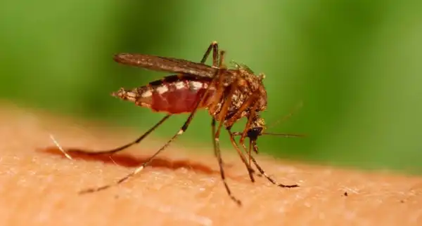 Тисячі хірономідів налетіли на морський берег Одещини