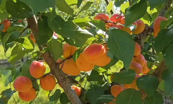 Весняні заморозки: як це вплине на вартість поширених&hellip;