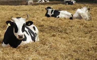 В Російській Федерації поширюється захворювання на ящур — чи становить це загрозу&hellip;