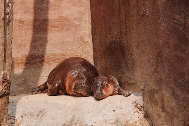 8 квітня святкують День карликового бегемота / © pexels.com
