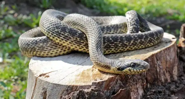 В Україні активізувалися змії: як уникнути зустрічі зі смертоносними. 3