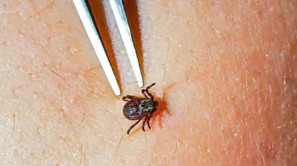 У столиці збільшується число випадків хвороби Лайма: як&hellip;