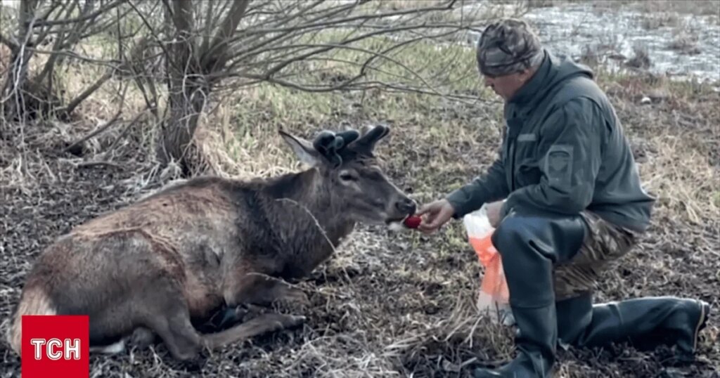 Життя найвідомішого українського оленя Бориса: що відомо після автокатастрофи 2