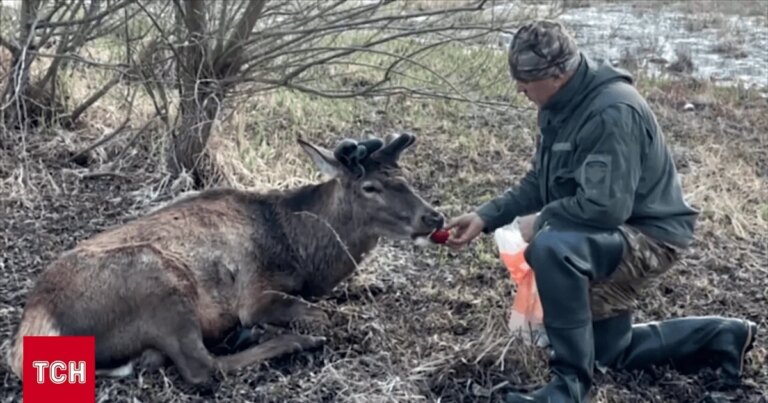 Життя найвідомішого українського оленя Бориса: що відомо після автокатастрофи 15