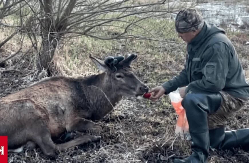 Життя найвідомішого українського оленя Бориса: що відомо після автокатастрофи