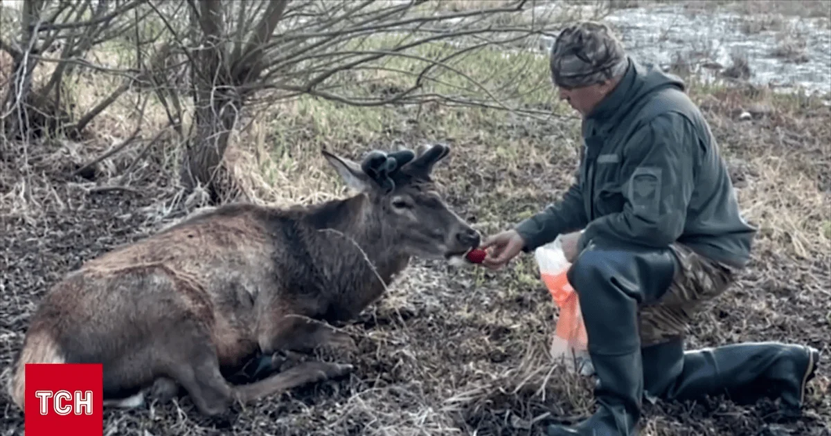 Олень Борис