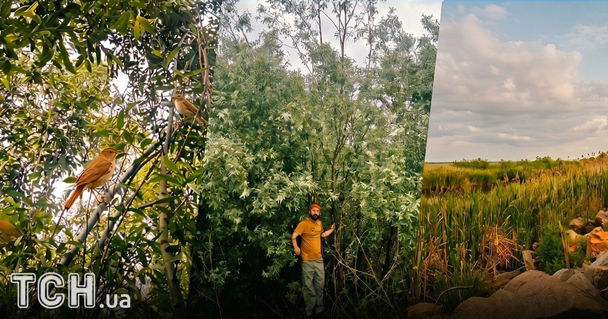 Дикий ліс на місці Каховського водосховища Дикий ліс на місці Каховського водосховища