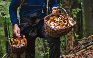 Білорусь нещиро обіцяє дозволити українцям збирати гриби та ягоди у своїх лісах.
