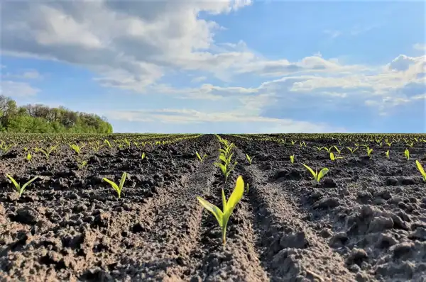 Вартість землі в Україні збільшилася: яка ціна гектара зараз