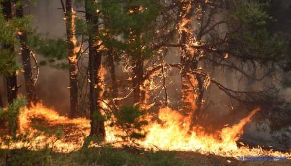 The number of forest fires in Britain has surpassed last year’s record