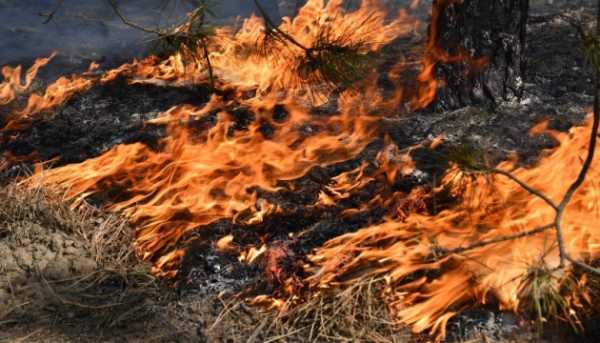 Десятки людей постраждали в хорватському курортному місті через лісові пожежі