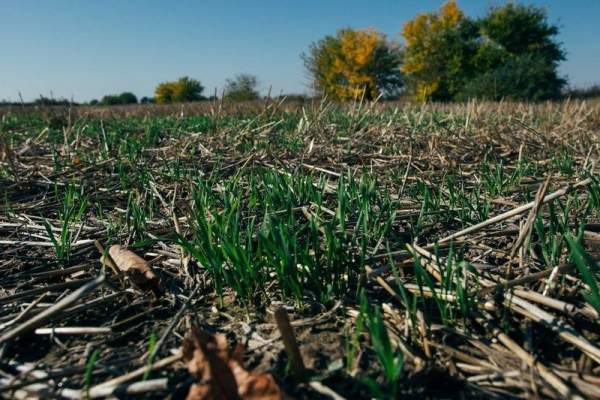 No-till: як «ВВІ-Агро» заощаджує пальне та насіння