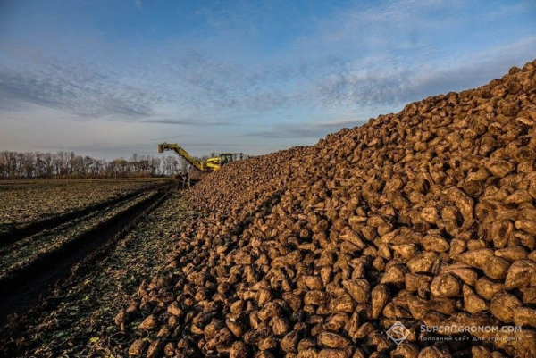 Збиральна кампанія цукрових буряків стартувала: середня врожайність сягнула 42,9 т/га