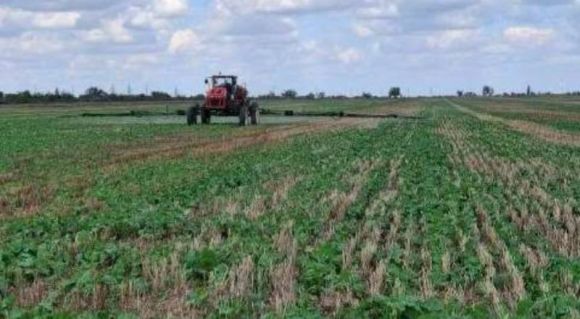 Ріпак на Одещині проростає завдяки verti-till 9 Обробка посівів ріпаку озимого в ТОВ «Лиман» (Tekom Agro Group)