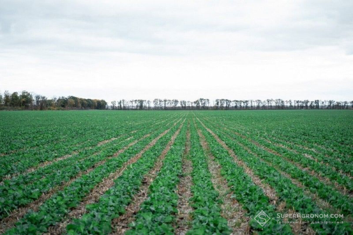 Головна 77 Покривні культури в strip-till: як скоротити обробки сої…