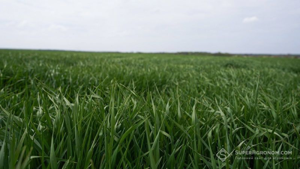 Аграрії збережуть площі під пшеницею до 2027 року 2