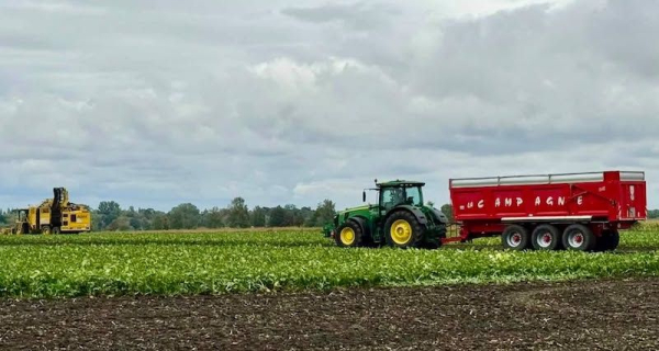 Урожайність цукрових буряків на Хмельниччині перевищила 60 тонн з гектара